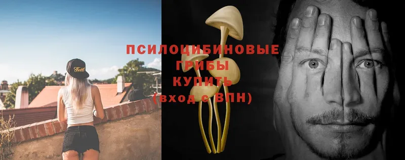 Галлюциногенные грибы Psilocybe  Беломорск 